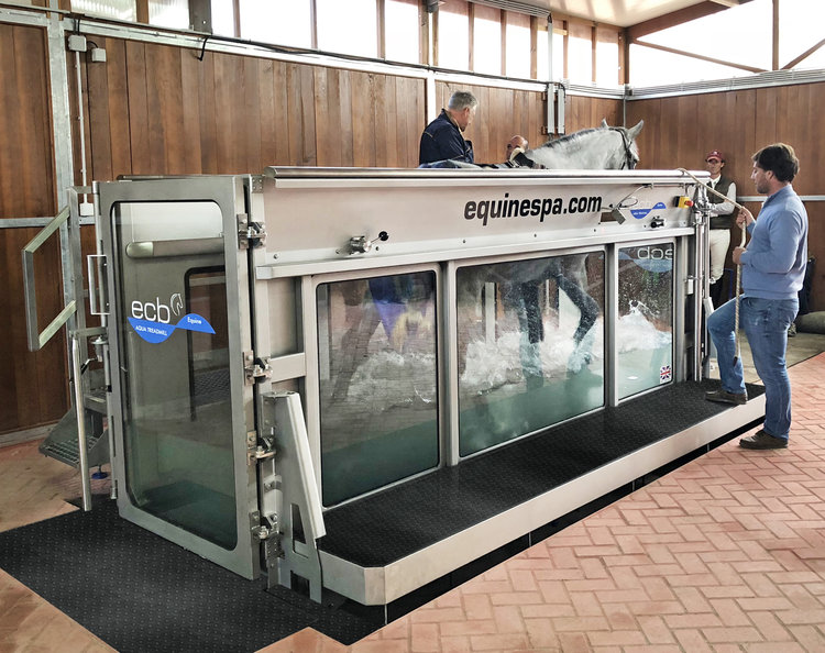 A horse in an equine aqua treadmill 